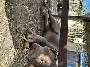 Pui American Bully XL   femelă 5 luni, linie premium - imagine 3