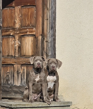 Pui American Bully XL Red Nose   fată și băiat, născuți pe 18.05.2026