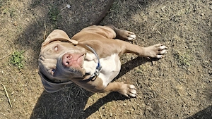 Pui American Bully XL Red Nose   fată și băiat, născuți pe 18.05.2026 - imagine 4