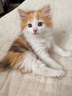 Maine coon calico