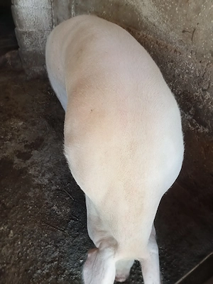 Porci de vânzare 
