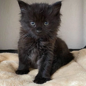 Maine coon puiut 