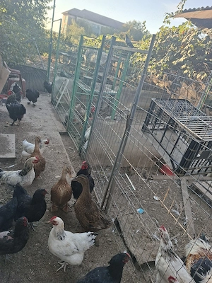 Vand gaini cocoșii rate famili pasari de rasa si gaini comune  - imagine 3