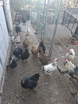 Vand gaini cocoșii rate famili pasari de rasa si gaini comune  - imagine 5