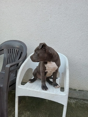 Amstaff blue 5 luni