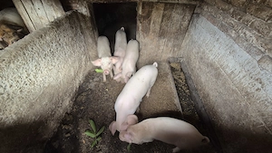 Vând 5 purcei șoldani 3 masculi si două femele - INAND - Bihor - imagine 2