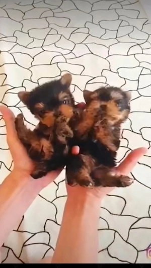 Baietel si fetita  yorkshier terrier mini toy