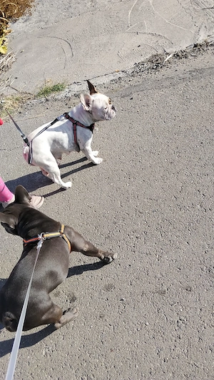 Catelusa bulldog francez 6saptamani vaccinata deparazitata si cu carnet, craiova  - imagine 3