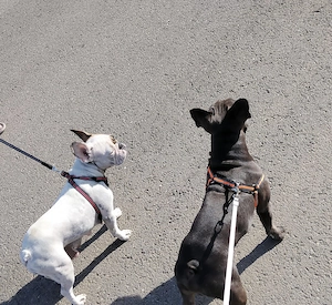 Catelusa bulldog francez 6saptamani vaccinata deparazitata si cu carnet, craiova  - imagine 2