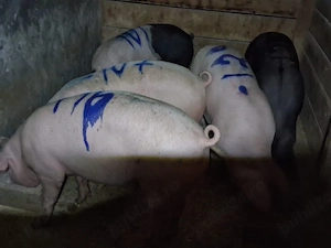 vând porci de calitate 100-130 kg
