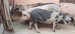 porci 70-100 kg - imagine 2