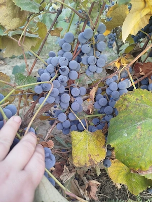 vând struguri soiul Căpșunică direct de la producător 