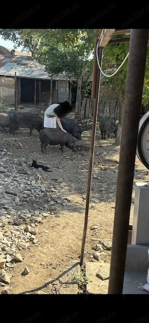 Vand porci vietnamezi metisi cu mistreț 