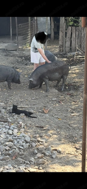Vand porci vietnamezi metisi cu mistreț  - imagine 2