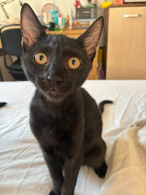 Adoptie motan negru 4 luni - imagine 2