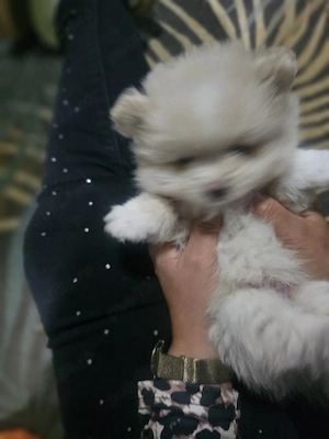 pomeranian cu pedigree