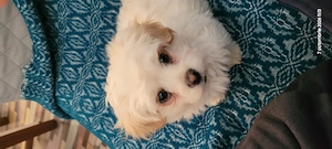 De vanzare catelus bichon 3 luni!