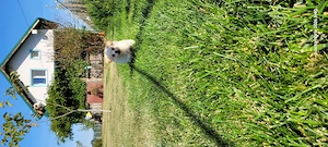 De vanzare catelus bichon 3 luni! - imagine 4