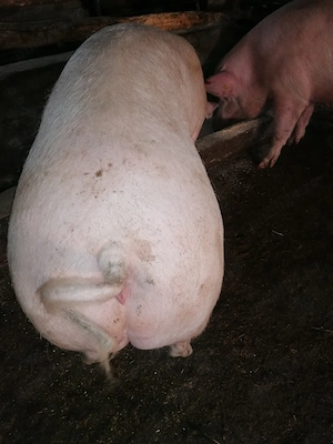 Porci de sacrificat - imagine 2