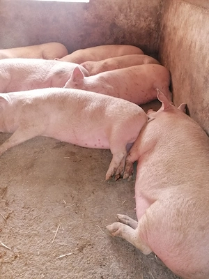 Porci de sacrificat - imagine 3