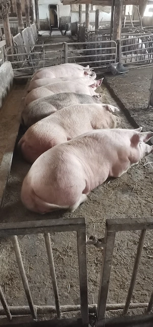 Porci de sacrificat - imagine 4