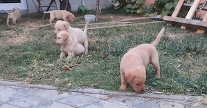 Pui Labrador retriever  - imagine 5