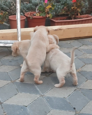 Pui Labrador retriever 