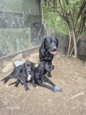 Vand labrador de trufe