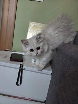 British longhair chinchilla 