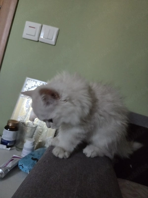 British longhair chinchilla  - imagine 2