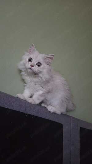 British longhair chinchilla