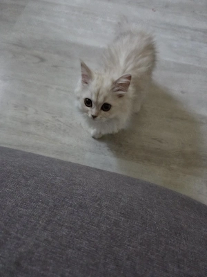 British longhair chinchilla  - imagine 4