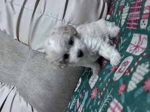 Puiuți de bichon de vânzare 