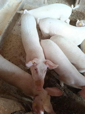 Vând șase șoldani masculi