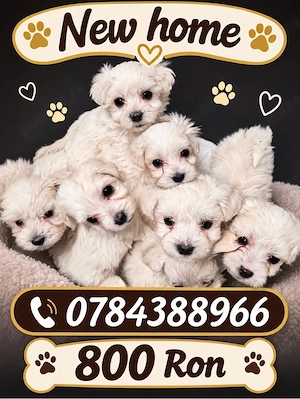 bichon maltez