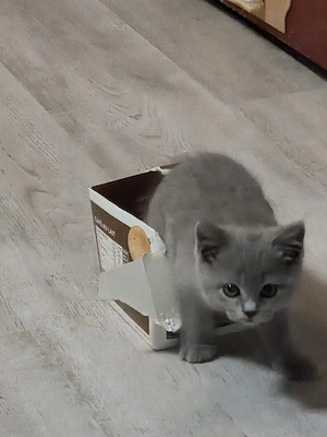 British shorthair blue  - imagine 2