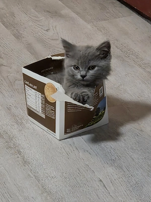 British shorthair blue  - imagine 5