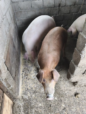 Vand porci pt sacrificat