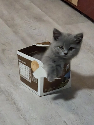 British shorthair blue  - imagine 5