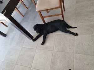 Donez pui de labrador