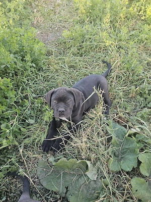 Pui Cane Corso  - imagine 5
