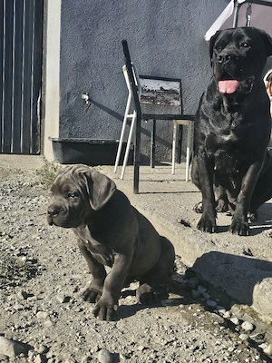 Pui Cane Corso  - imagine 3