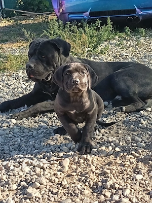 Pui Cane Corso  - imagine 2