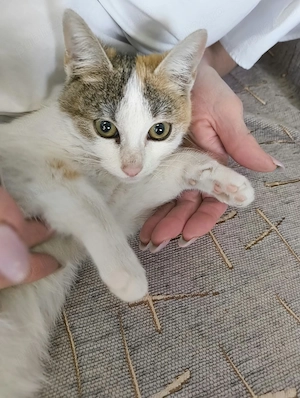 Pui de pisică își caută o familie iubitoare