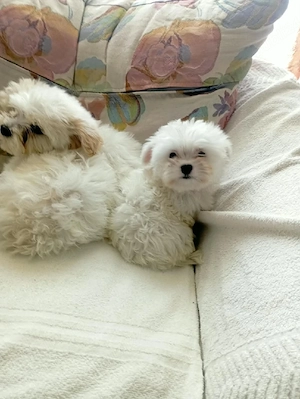 Bichon maltez  - imagine 3