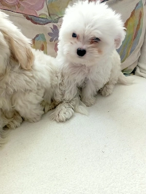 Bichon maltez  - imagine 2