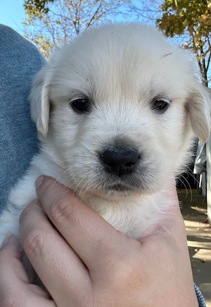 Golden Retriever   pui de 6 săptămâni 