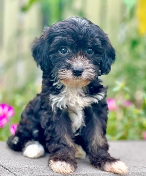 Bichon Havanez cu pedigree 