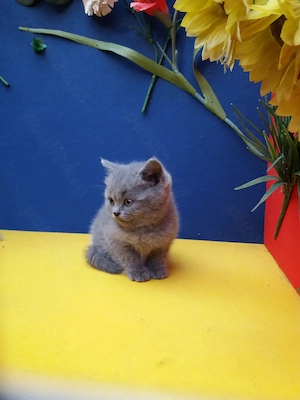 British Sorthair Blue pui