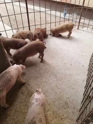 Purcei Duroc X Petrean si Landras X Duroc